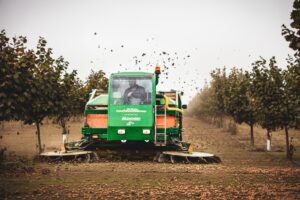 The Hazelnut Boom in Oregon