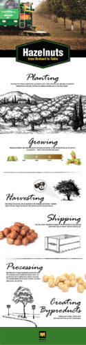 Hazelnuts : From Orchard to Table