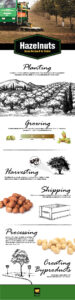 Hazelnuts : From Orchard to Table