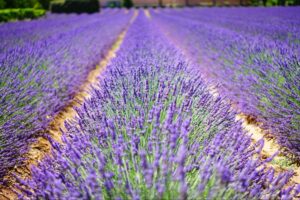 Big Plans for John Deere Gator on Oregon Lavender Farm