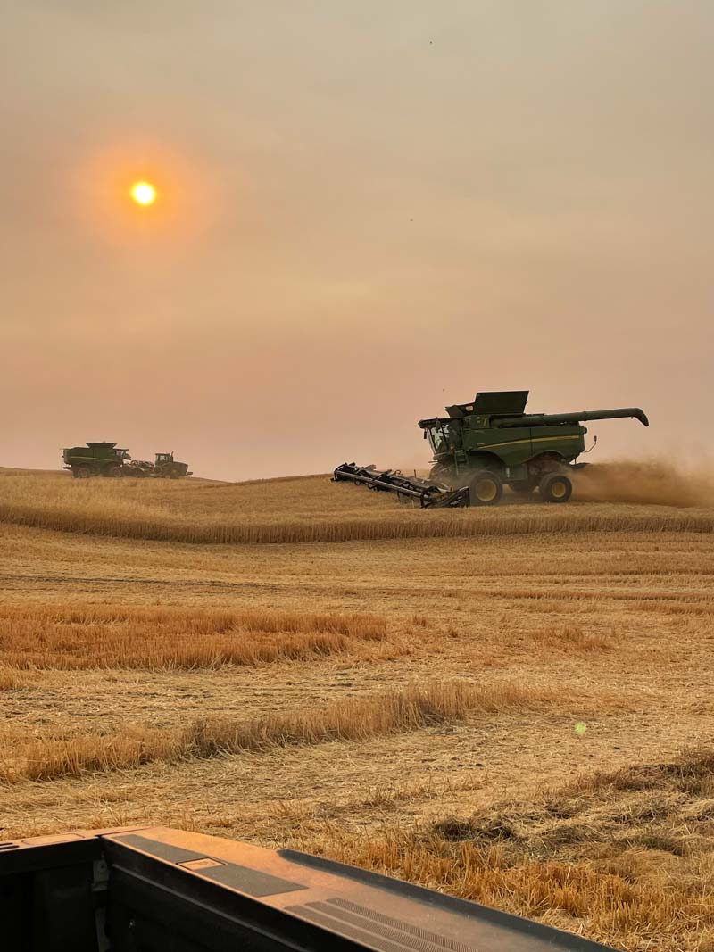 Combine harvesters working in a grain field under hazy sun during harvest season, with dust clouds visible from machinery operations.