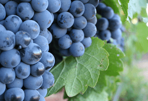 Bunch of ripe dark blue grapes hanging from a vine with green leaves.