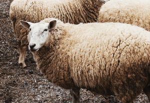 A group of sheep standing on rocky ground, with one sheep facing the camera in the foreground.