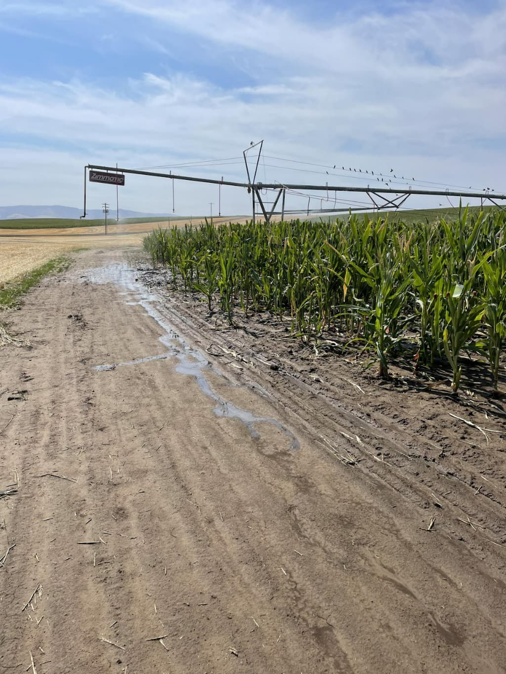 Cornfield with center pivot irrigation system and water runoff on dirt road during growing season.