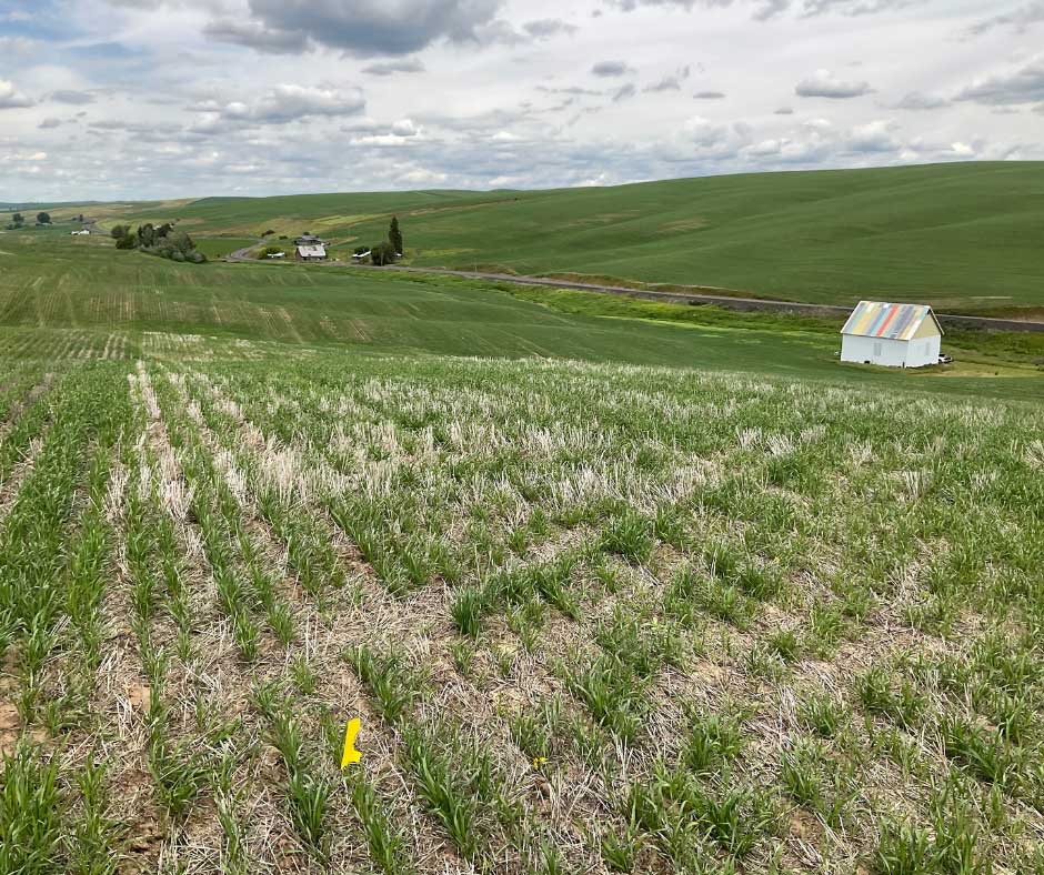 Young corn field with yellow marker stake in foreground, farm buildings and shed visible on hillside in distance under cloudy sky.