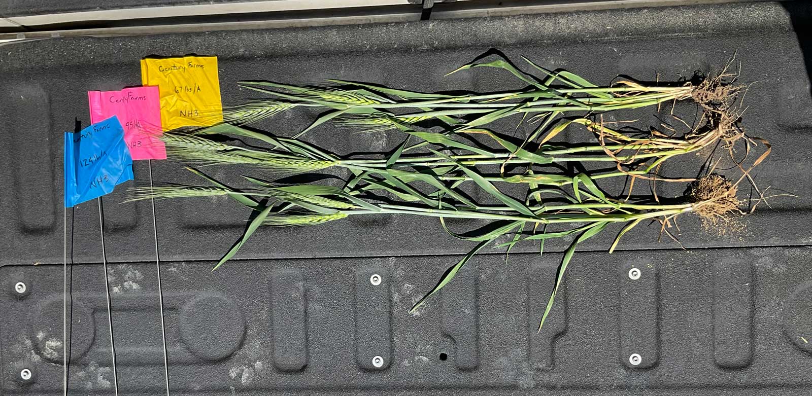 Plant specimens with color-coded labels laid out on a black tray for scientific documentation or research purposes.